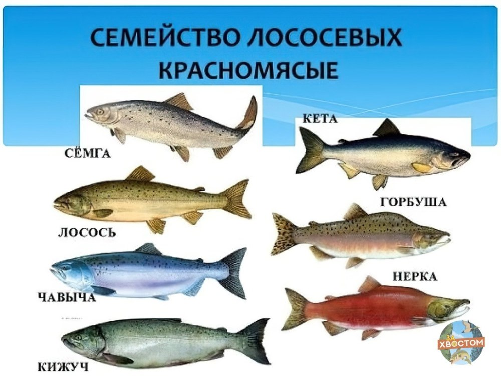 Лосось кета горбуша отличия