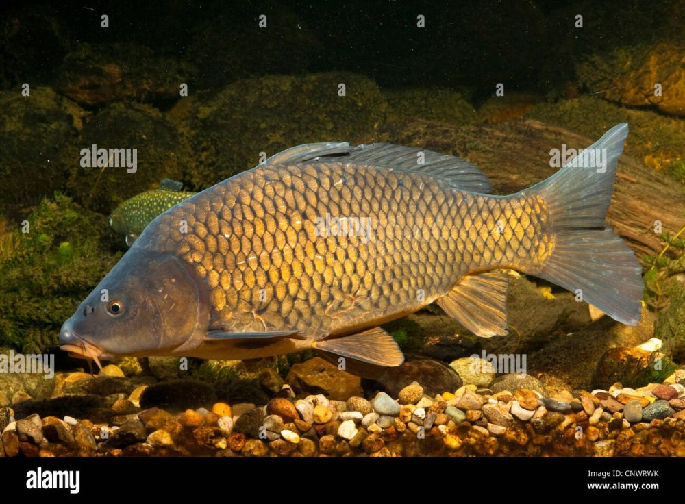 Карп обыкновенный – Cyprinus Carpio