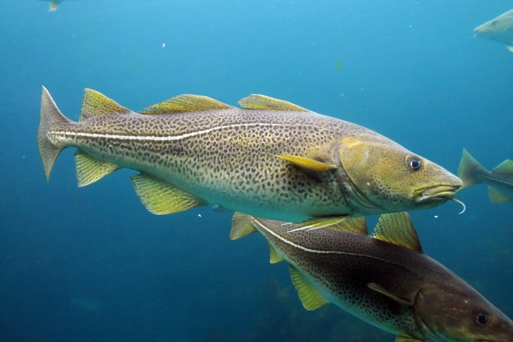 Атлантическая треска (gadus morhua)