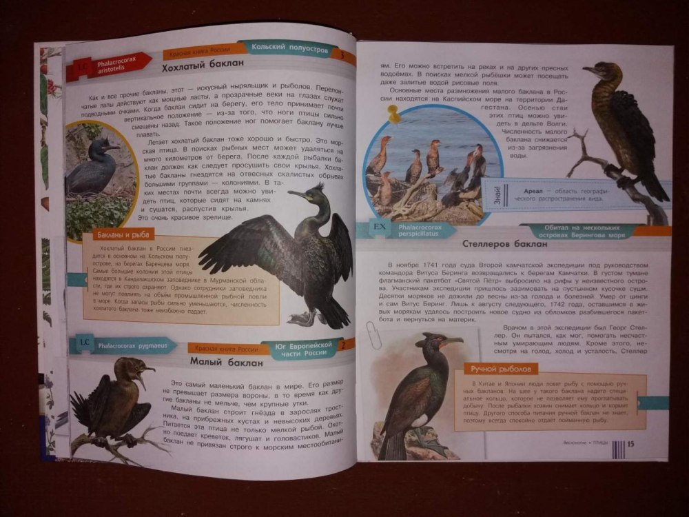 Большой Баклан красная книга
