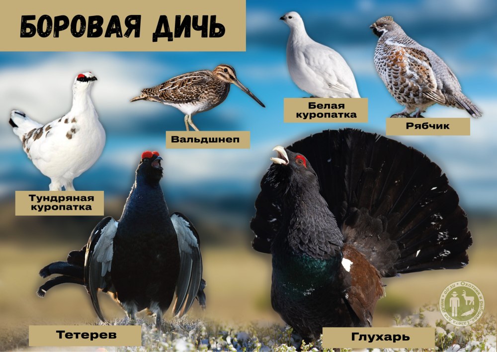 Боровая птица