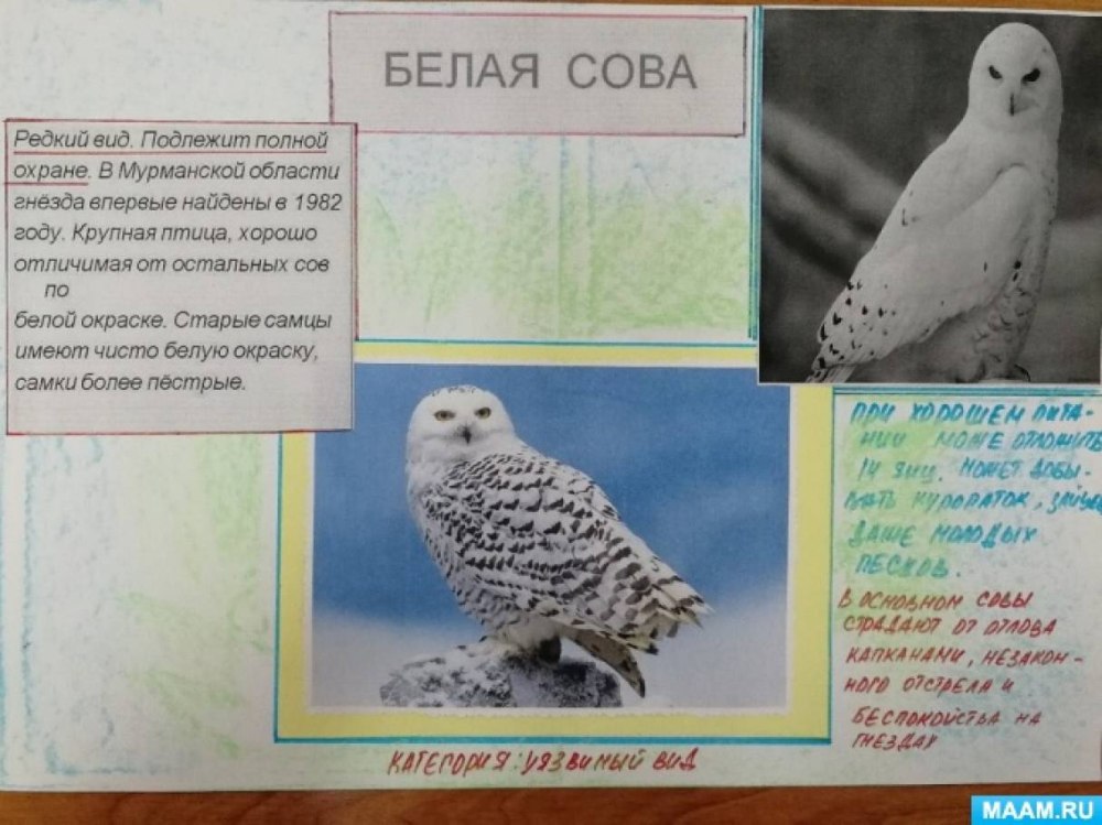 Животные из красной книги Мурманской области