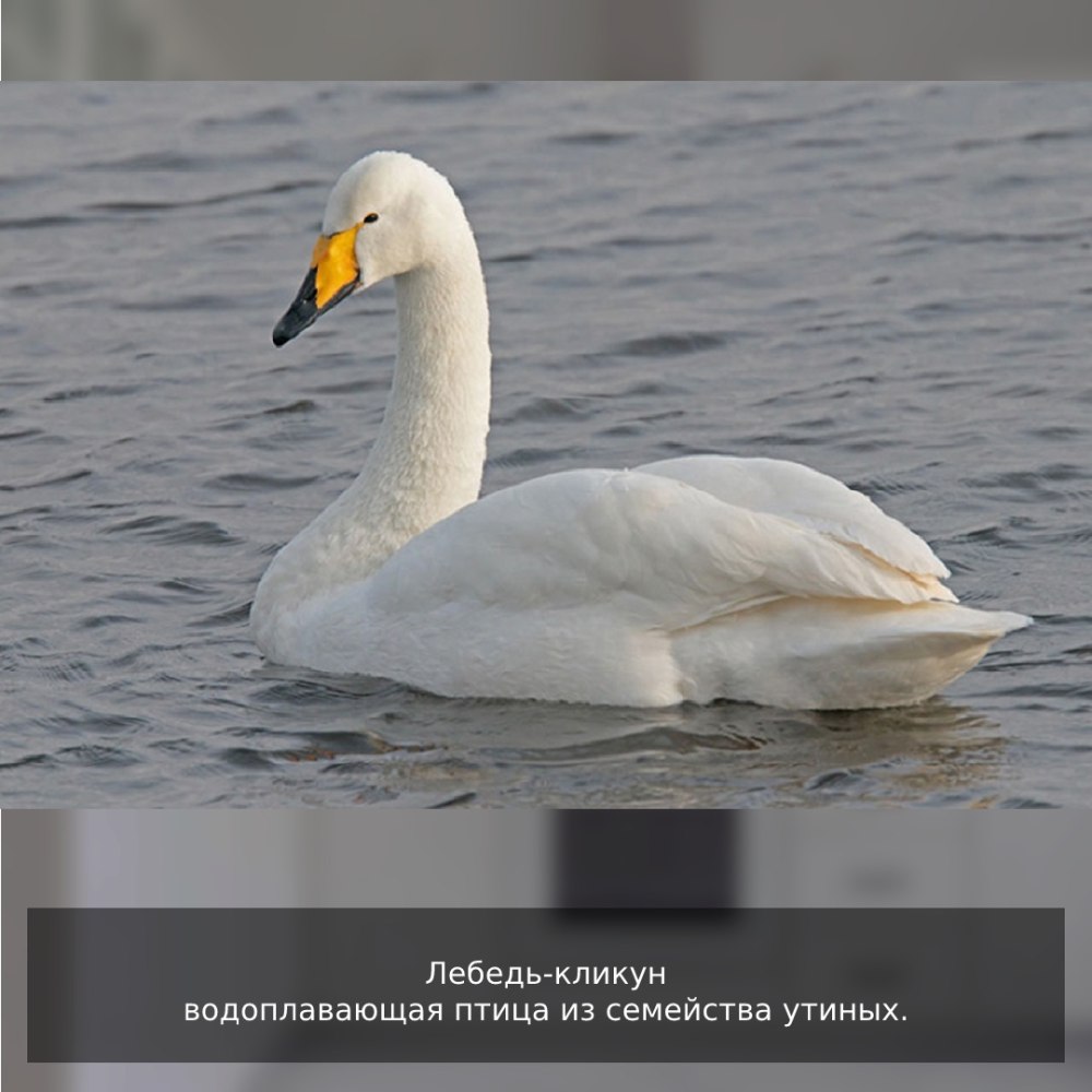 Птица лебедь кликун