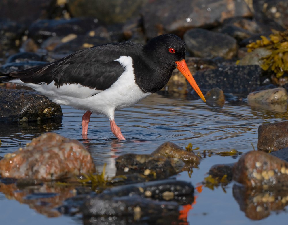 Кулик-сорока Haematopus ostralegus
