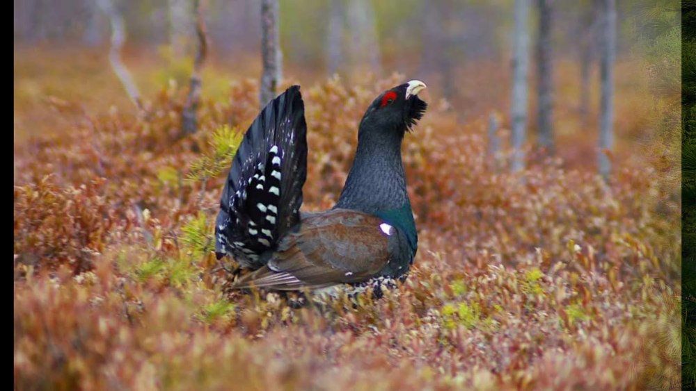 Юганский заповедник ХМАО