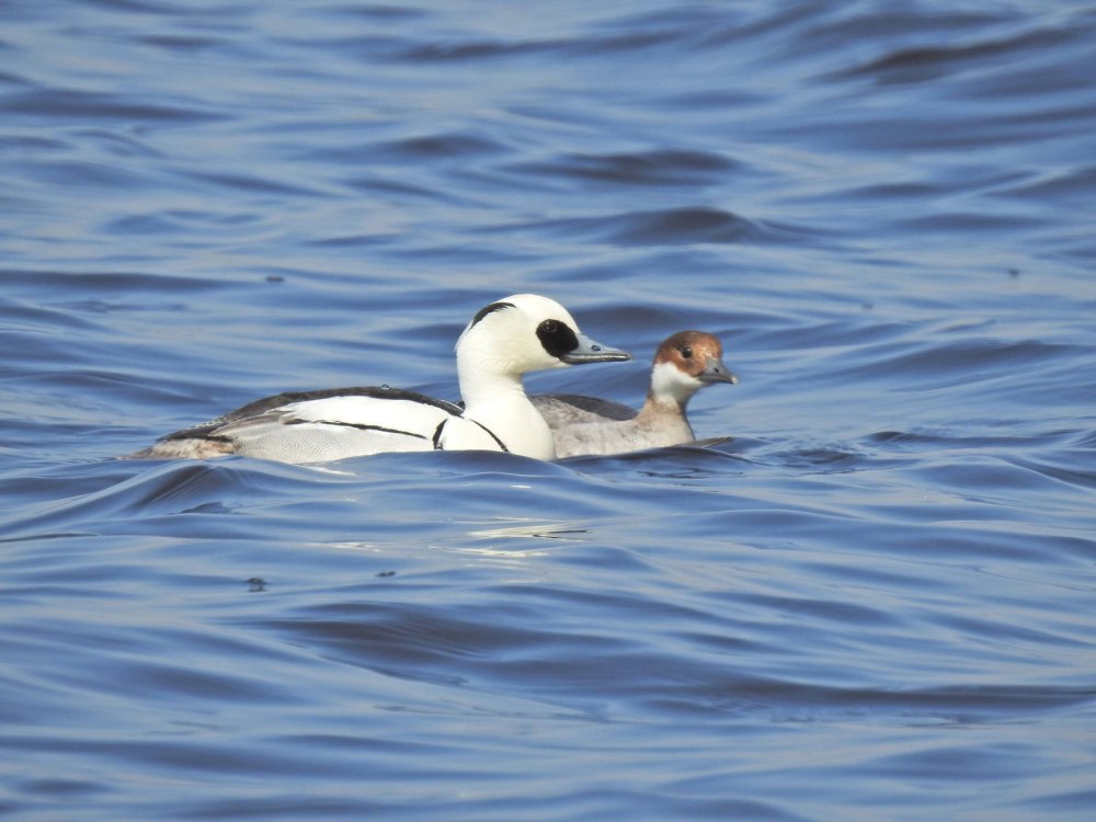 Mergellus albellus