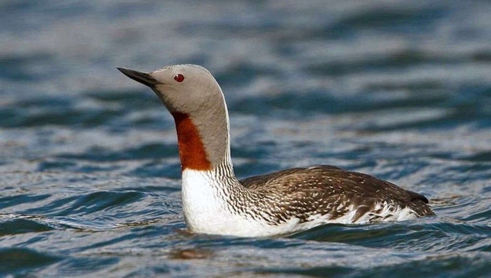 Краснозобая гагара (Gavia stellata)
