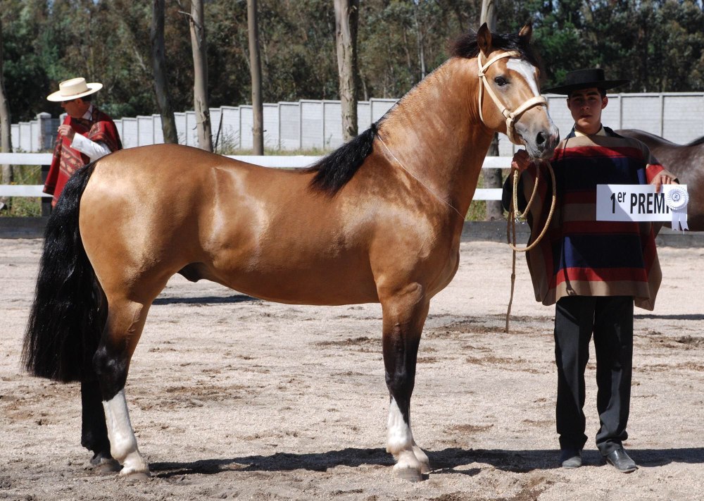 Аргентинский Криолло лошадь