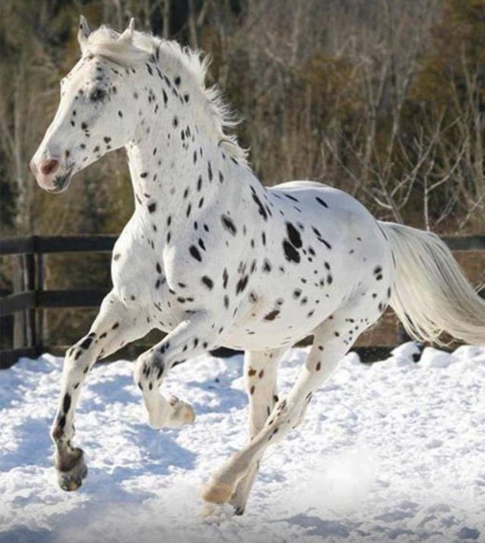 Аппалуза чубарая