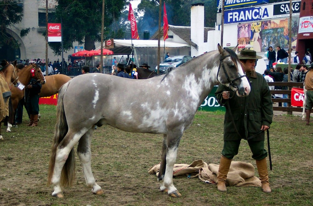Аргентинский Криолло Сабино