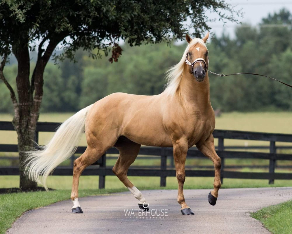 Palomino порода лошади