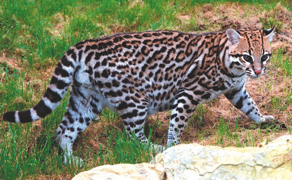 Дикая кошка Оцелот Южной Америки