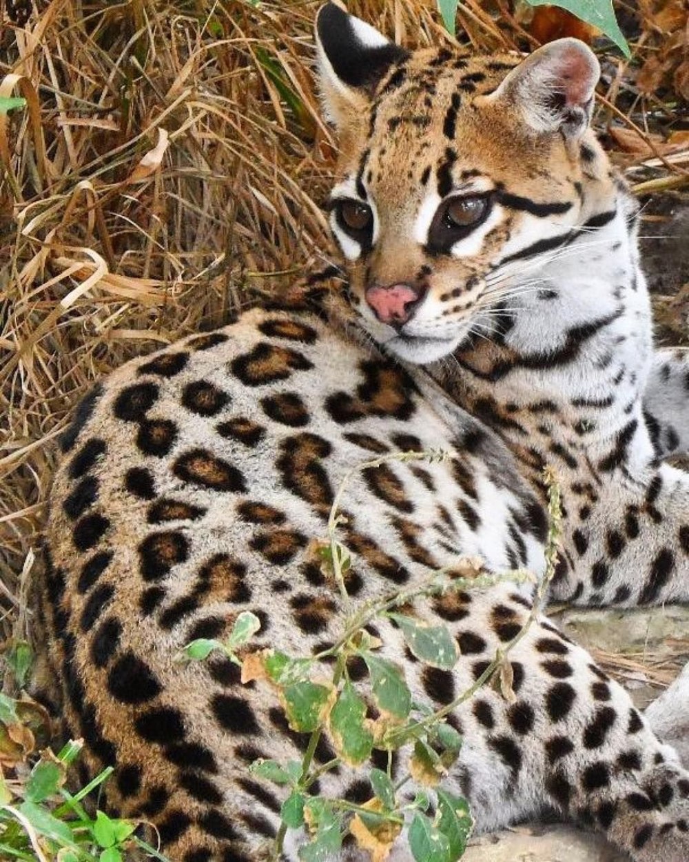 Онцилла тигровая кошка