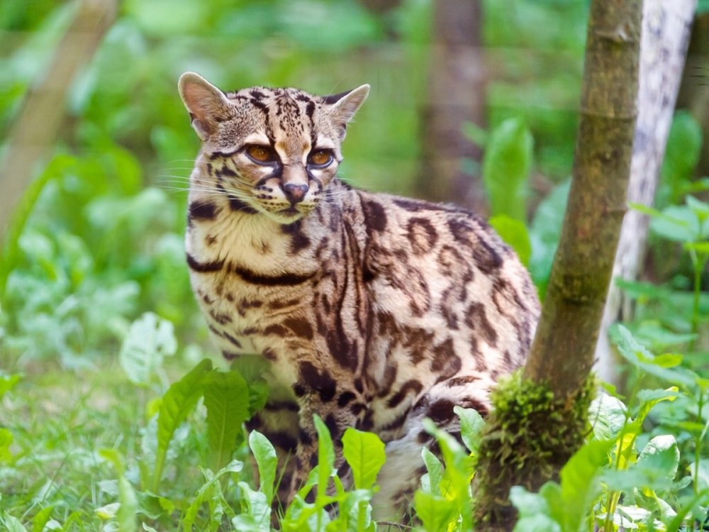 Пятнистый Лесной кот Оцелот