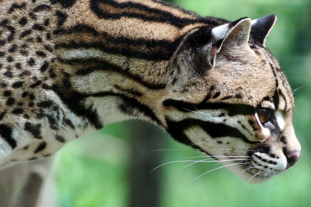 Оцелот (leopardus pardalis)