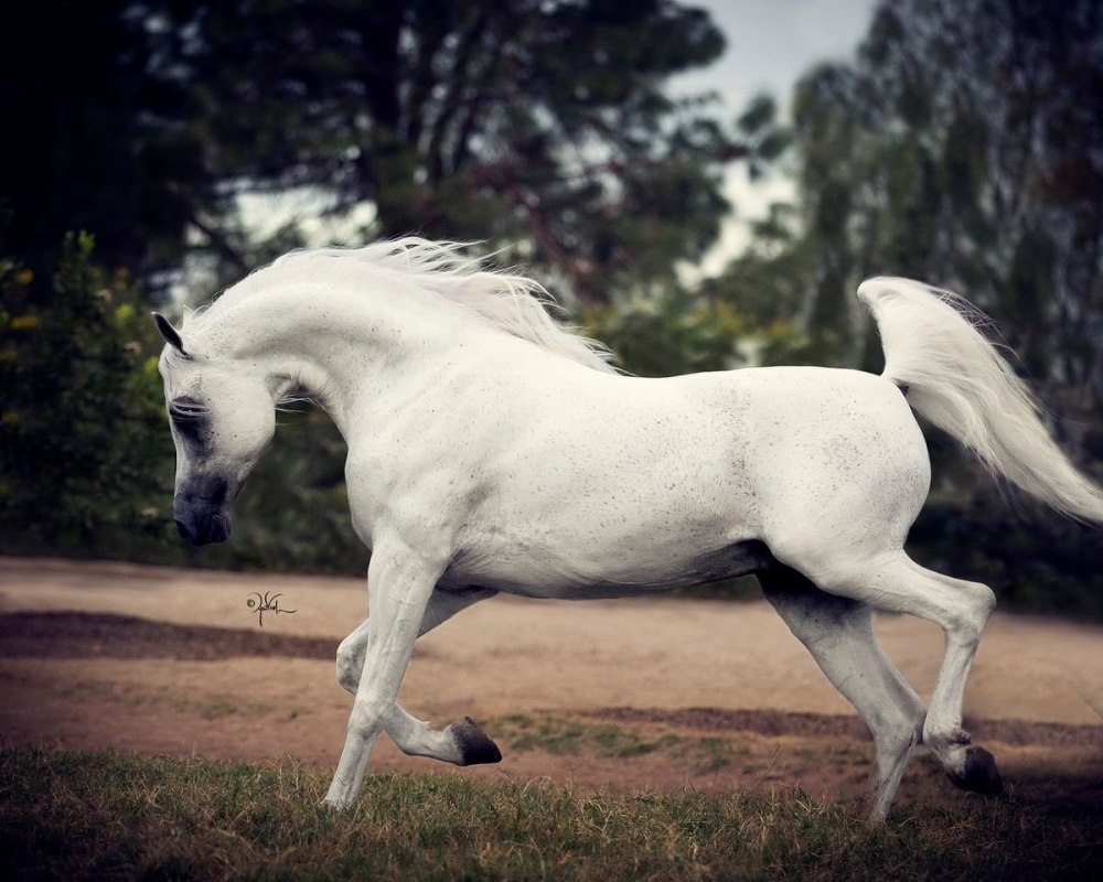 Порода лошадей липпицианская