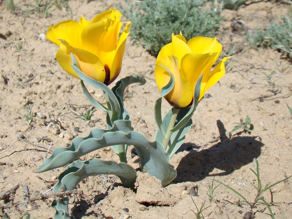 Tulipa Борщева