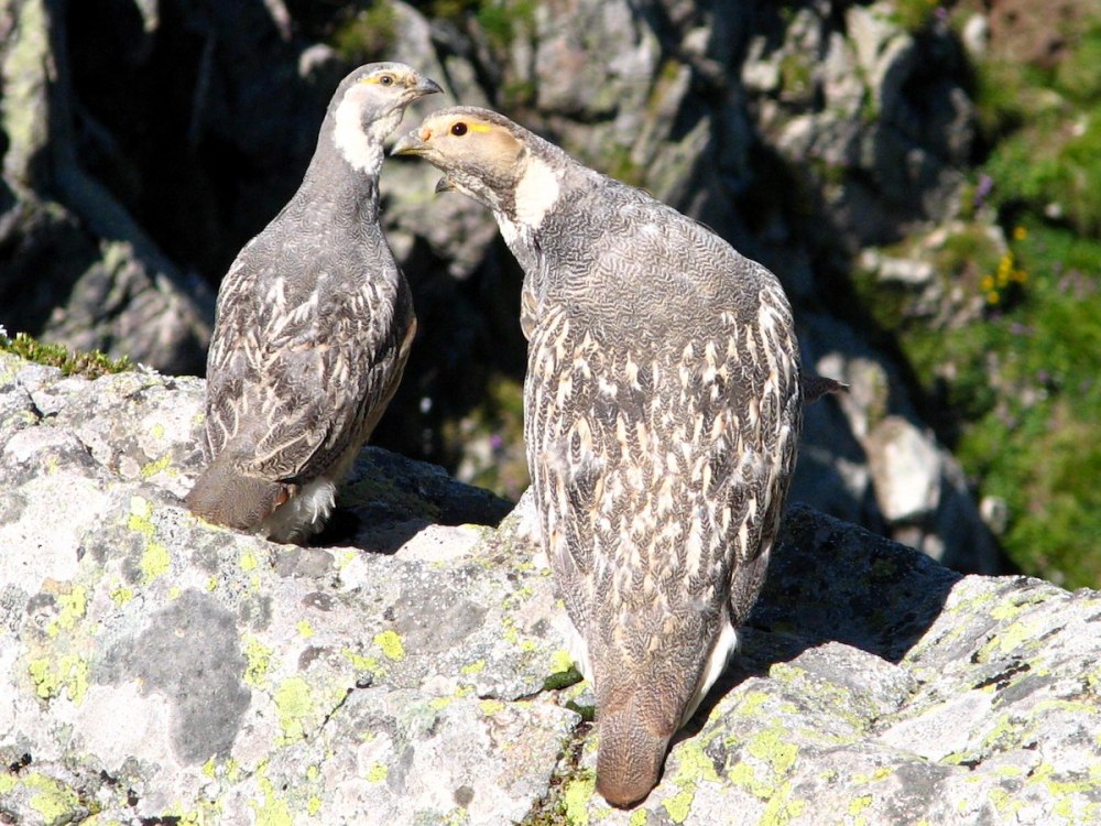 Кавказский улар Tetraogallus caucasicus