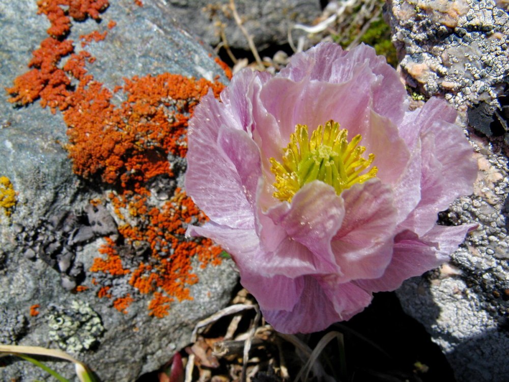 Купальница лиловая -Trollius lilacinus