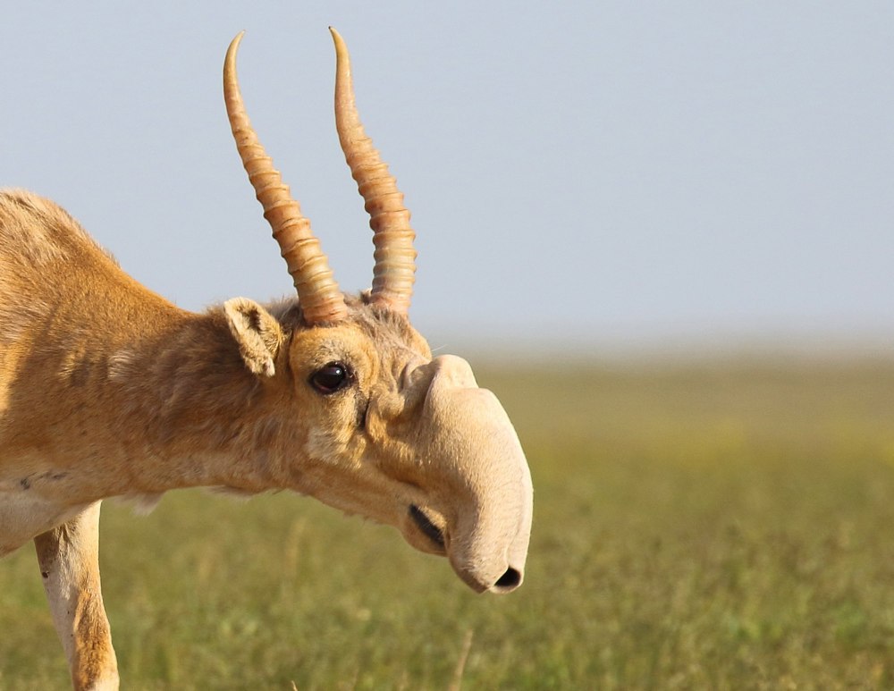 Сайгак Saiga tatarica