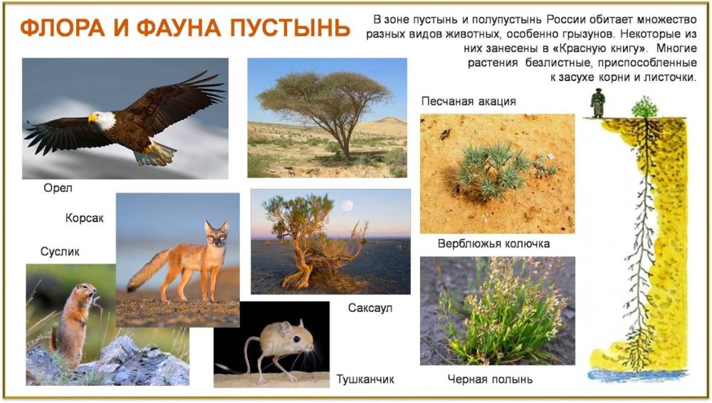 Флора и фауна полупустынь России
