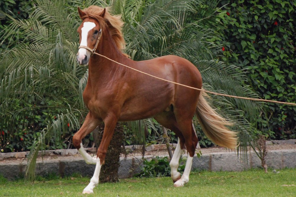 Порода лошадей австралийская полукровная