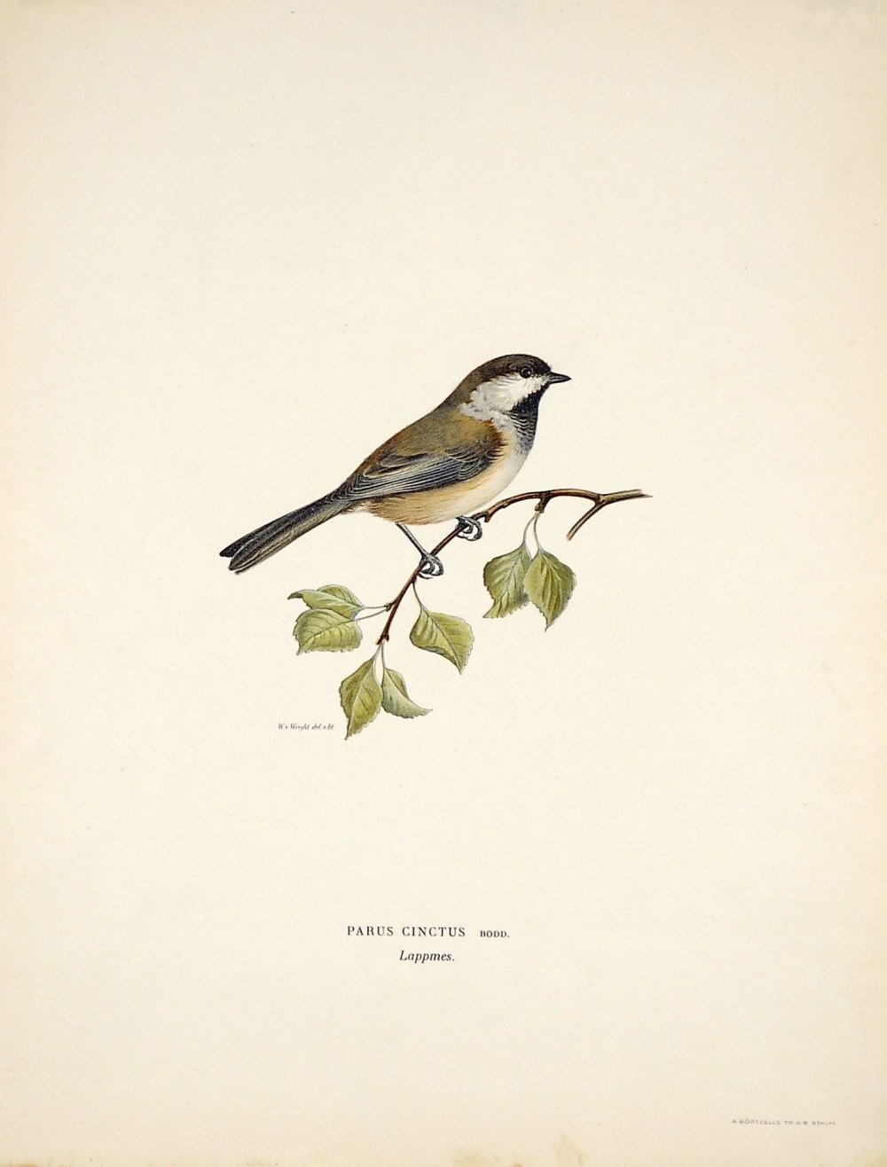 House Sparrow Wilhelm von Wright