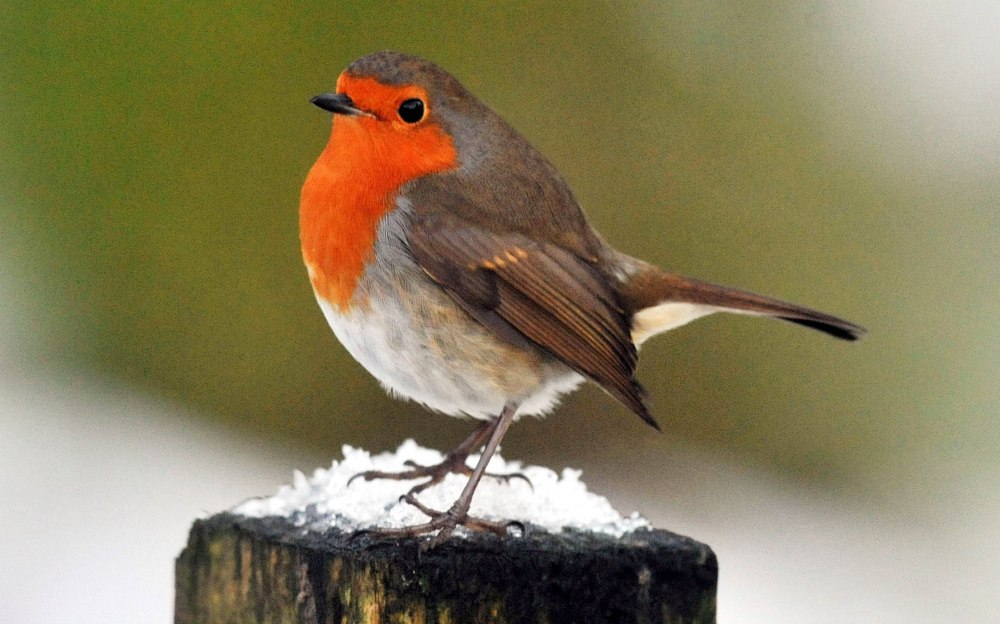 Robin