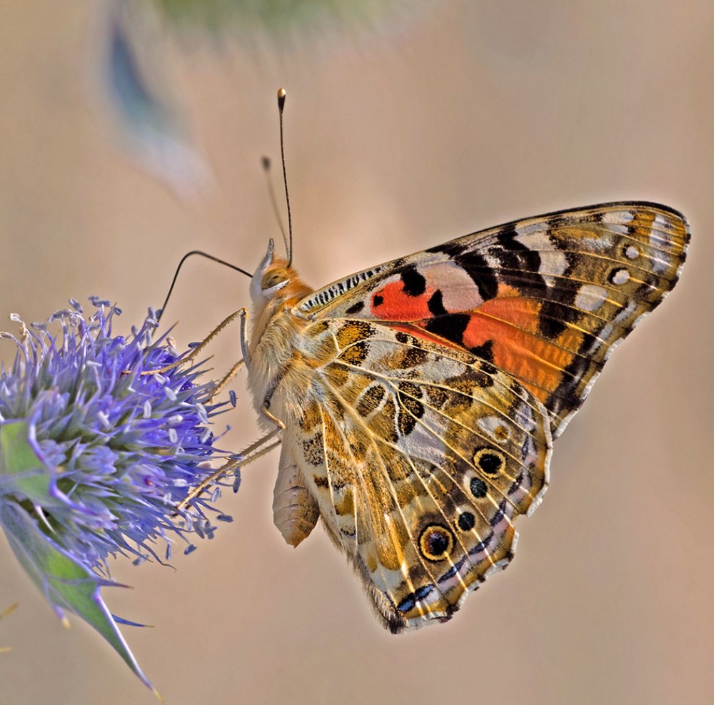 Vanessa cardui бабочка