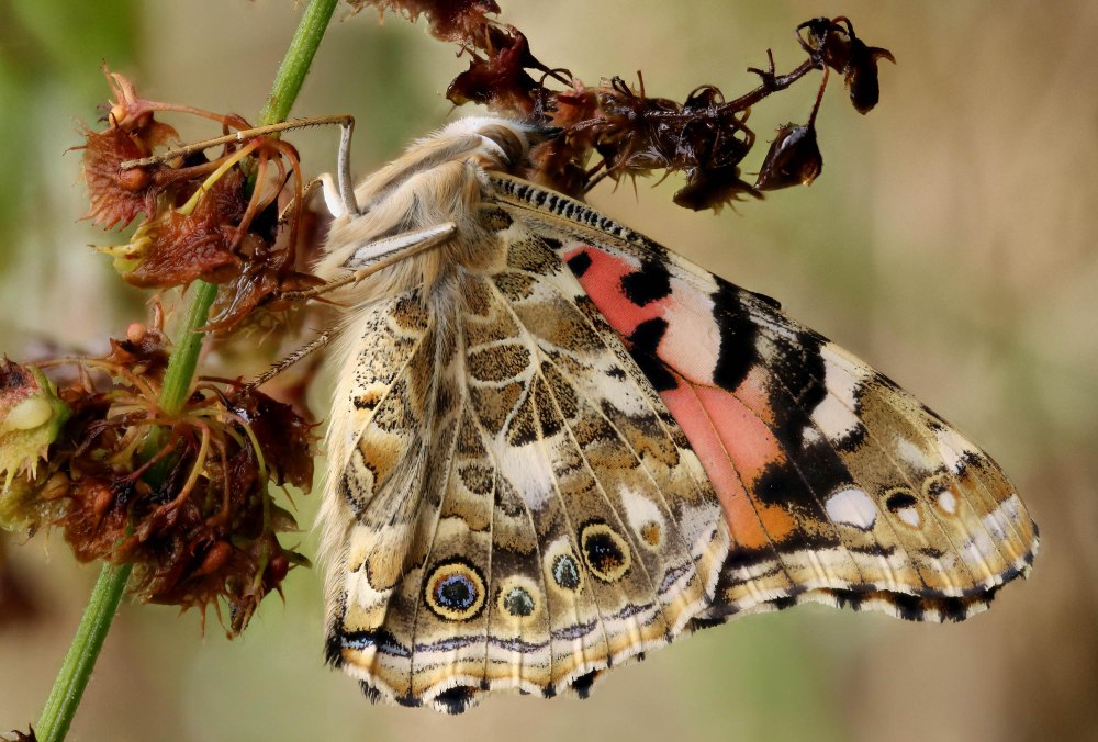 Репейница Vanessa cardui