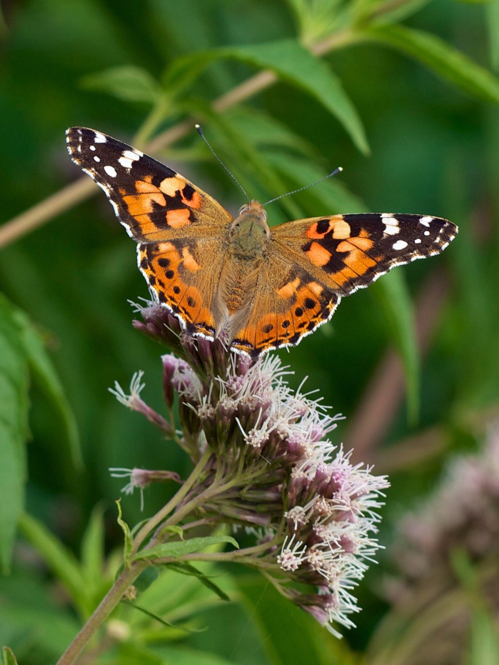 Репейница Vanessa cardui