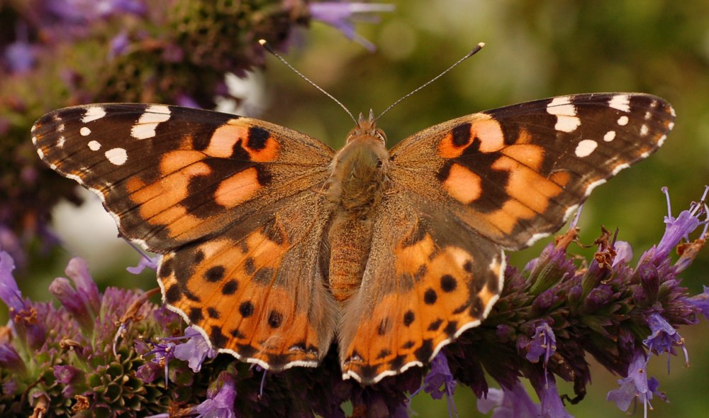 Репейница Vanessa cardui
