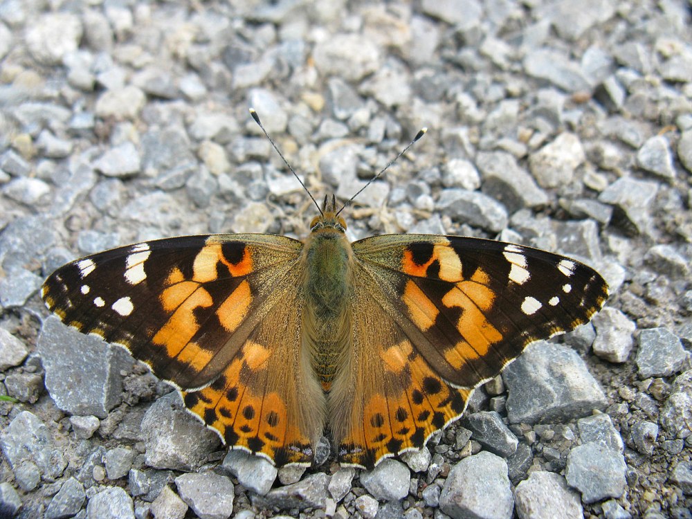 Репейница Vanessa cardui