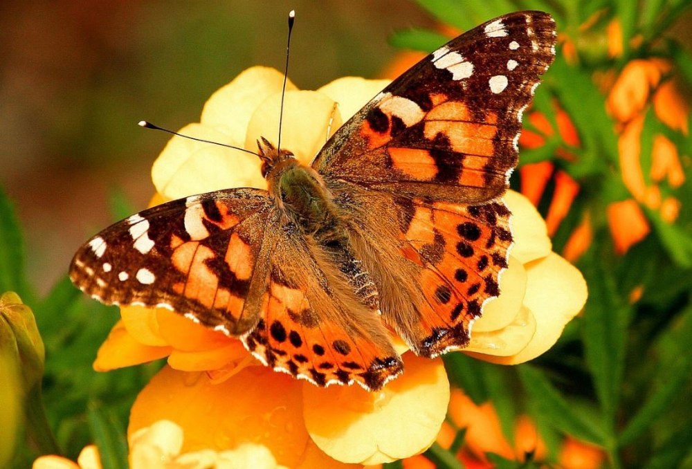 Vanessa cardui бабочка