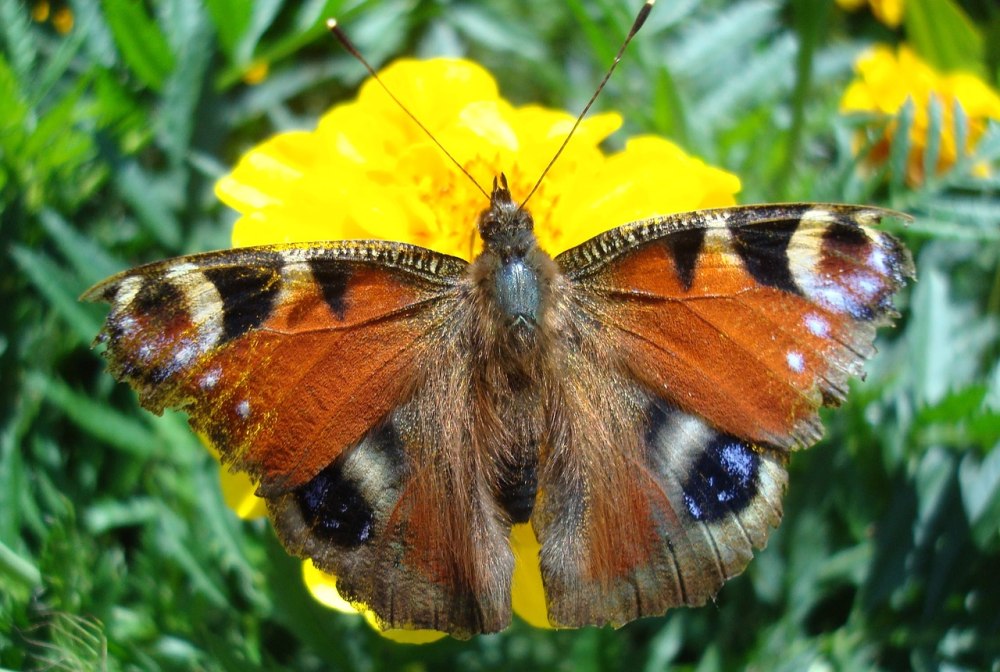 Репейница Vanessa cardui