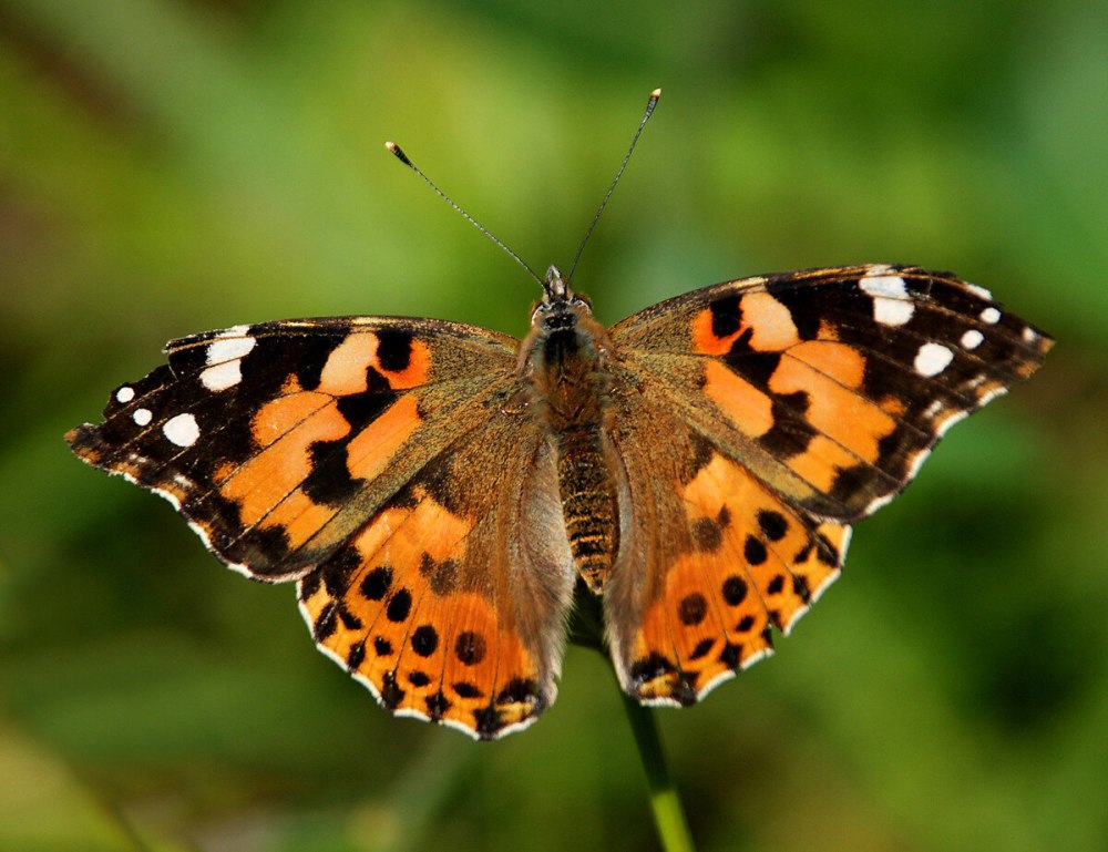 Vanessa cardui