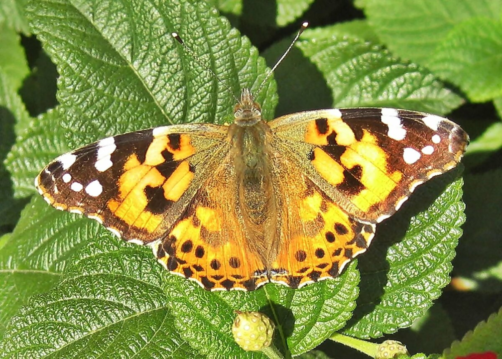 Репейница Vanessa cardui