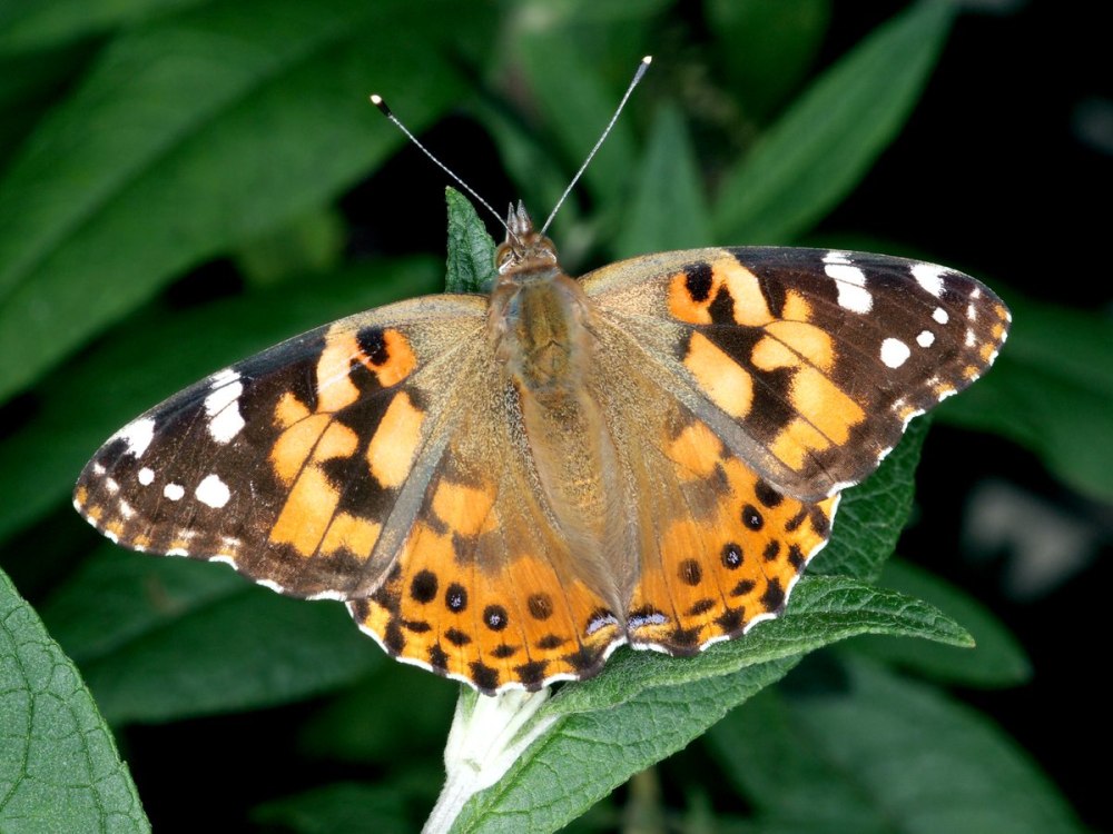 Репейница Vanessa cardui