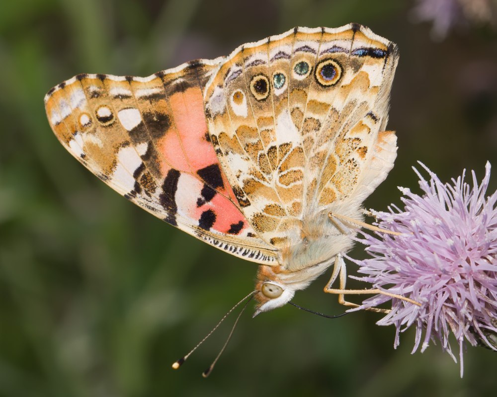 Репейница Vanessa cardui