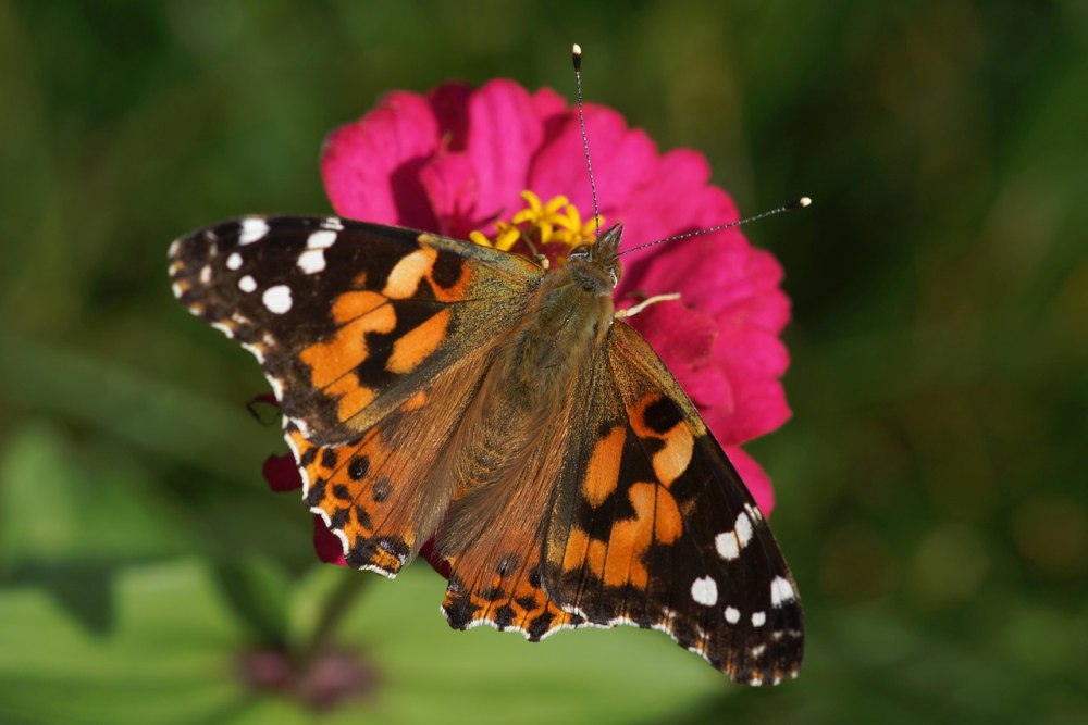 Lady Butterfly цветы