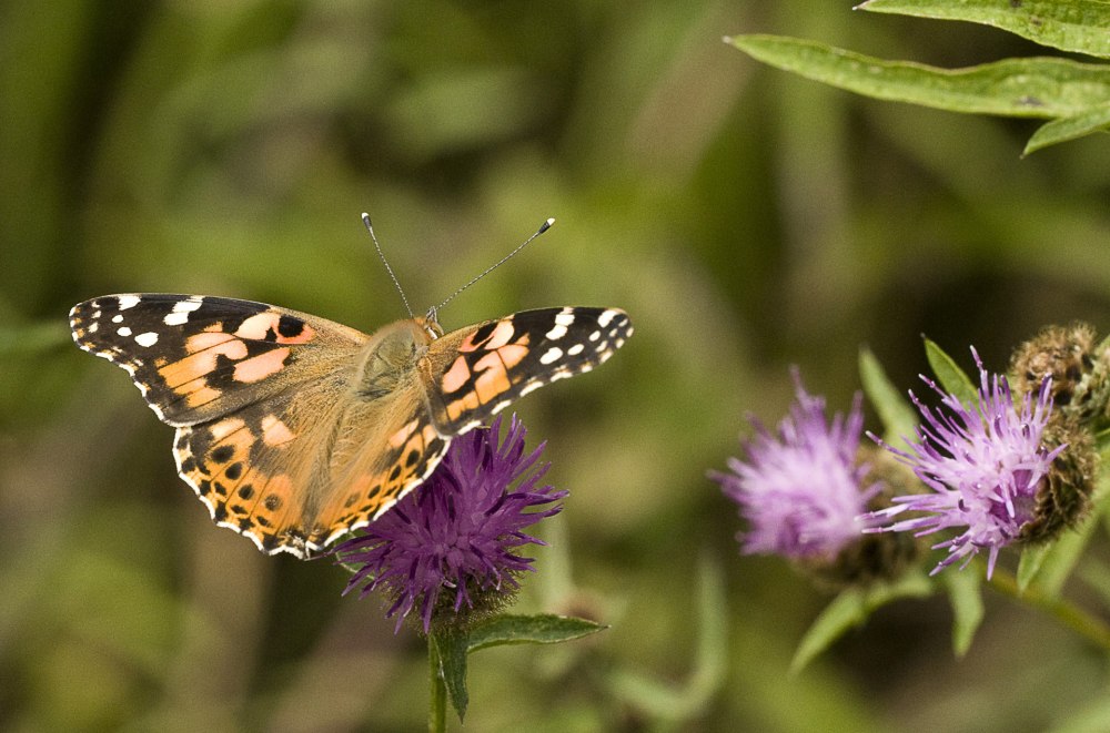 Vanessa cardui бабочка