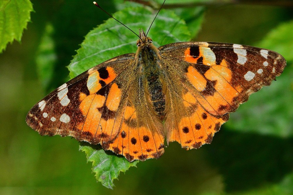 Репейница Vanessa cardui