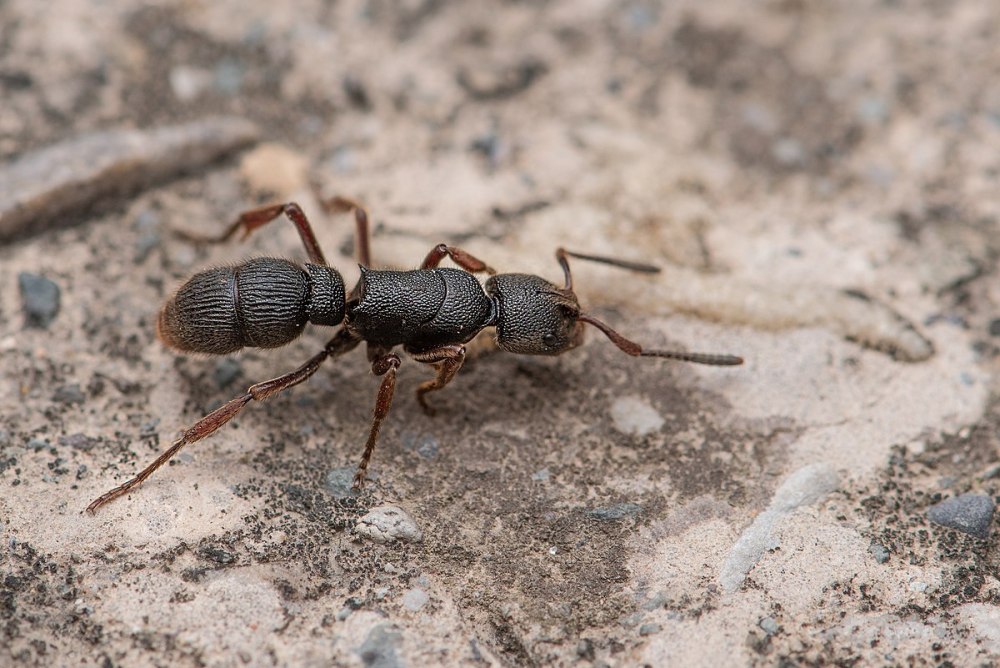 Виды муравьев болгарии