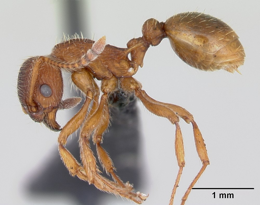 Myrmica lobicornis