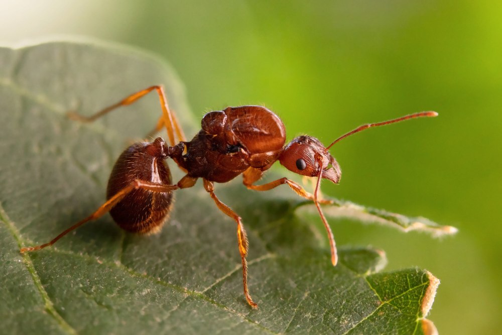 Gypsy Ant, Aphaenogaster araneoides