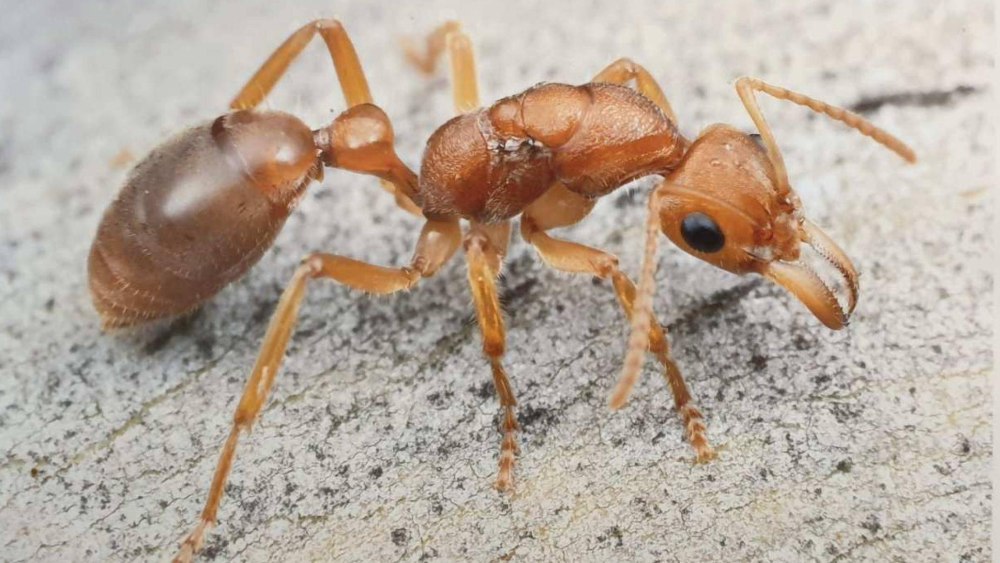 Nothomyrmecia macrops